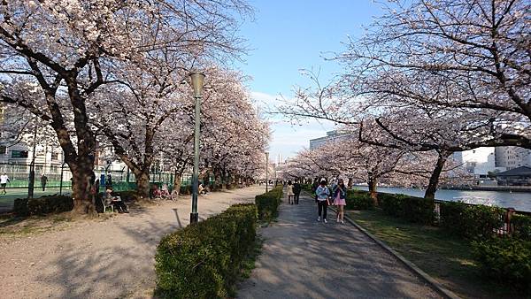 【WH│大阪】2018年造幣局櫻花季花開盛況