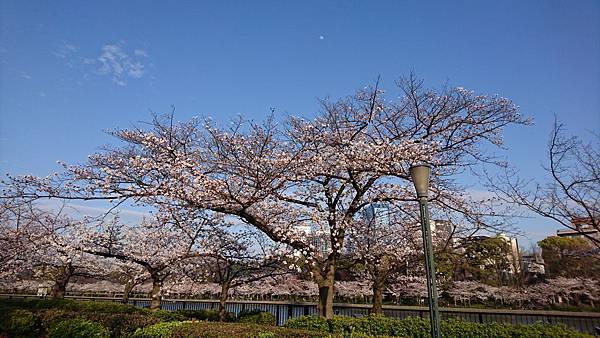 【WH│大阪】2018年造幣局櫻花季花開盛況