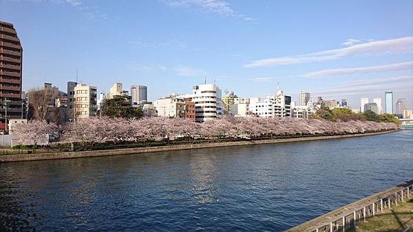 【WH│大阪】2018年造幣局櫻花季花開盛況