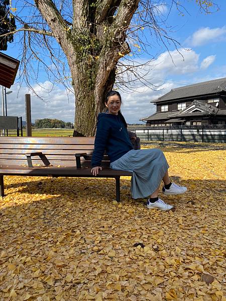 【兵庫│加西】秋天限定！兵庫賞銀杏、看芒草首選景點