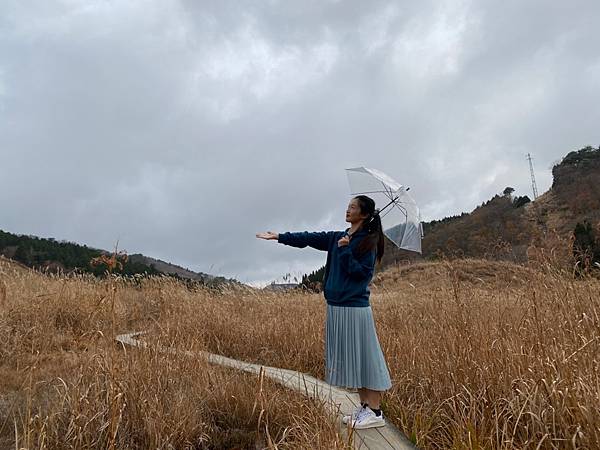 【兵庫│加西】秋天限定！兵庫賞銀杏、看芒草首選景點