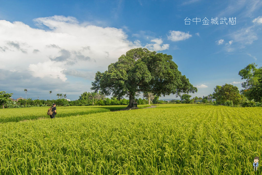 台中金城武樹 (5) 台中金城武樹 (5)
