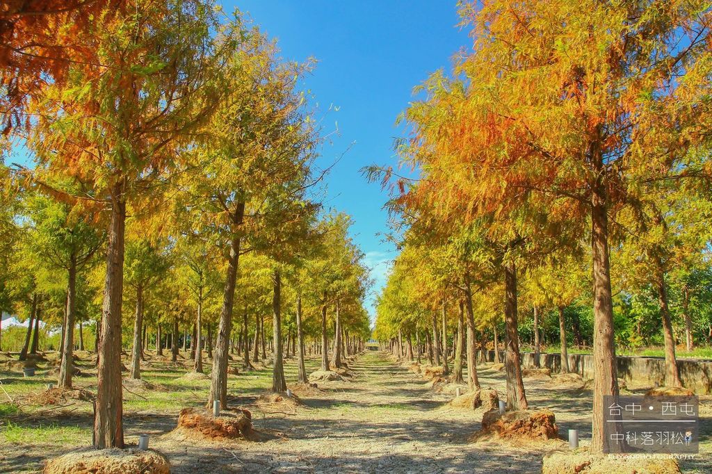 中科落羽松37 中科落羽松37