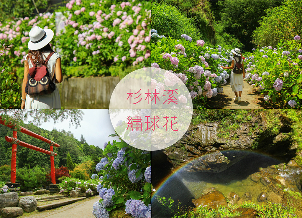 【南投竹山】 2017杉林溪森林 美炸繡球花驚艷登場 @ 富嵃 享旅行 ・ 享攝影 :: 痞客邦 PIXNET ::
