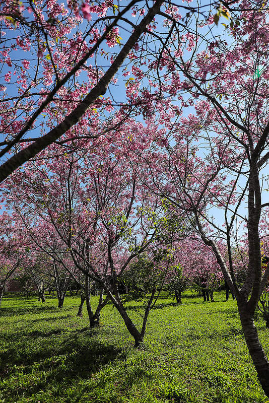 月湖莊園6