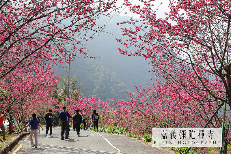 彌陀禪寺20