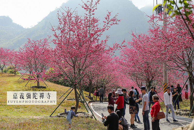 彌陀禪寺14