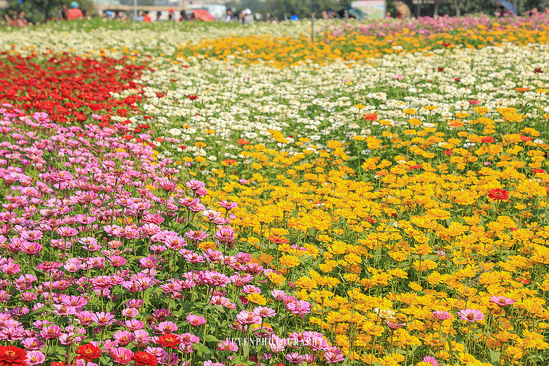 2017臺中國際花毯節22