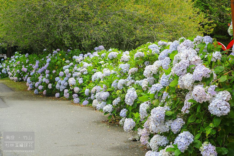 杉林溪繡球花55