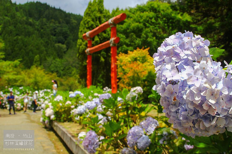 杉林溪繡球花58