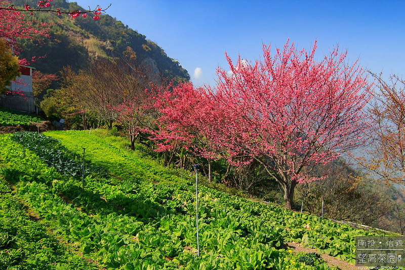 望高茶園7