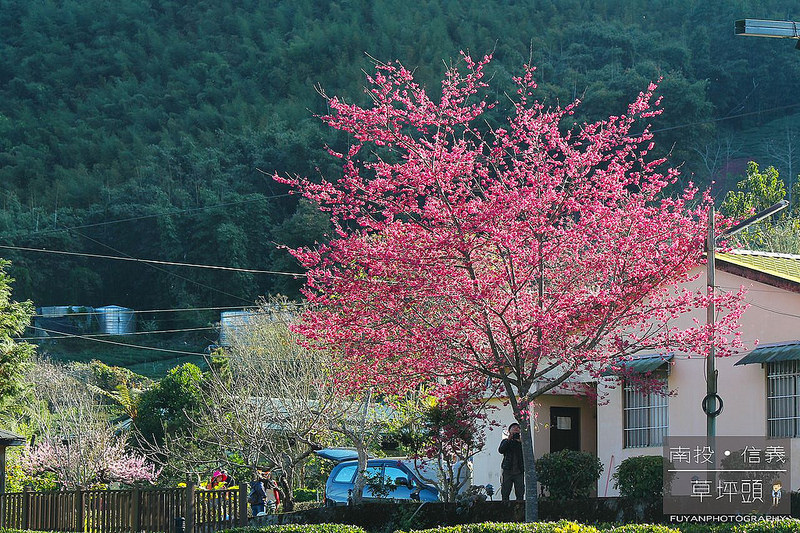 草坪頭7