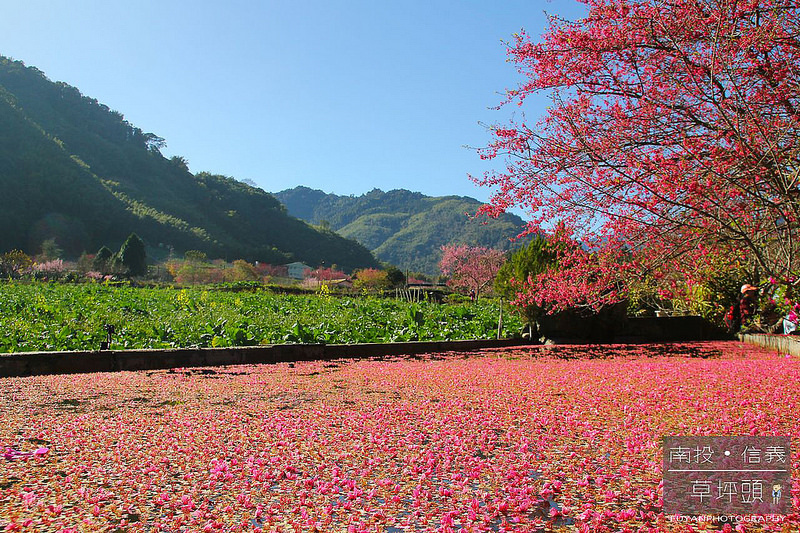 草坪頭38