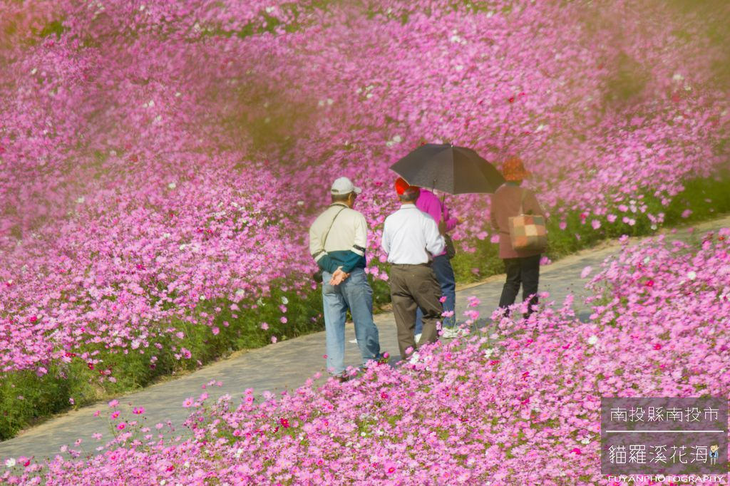 貓羅溪花海9