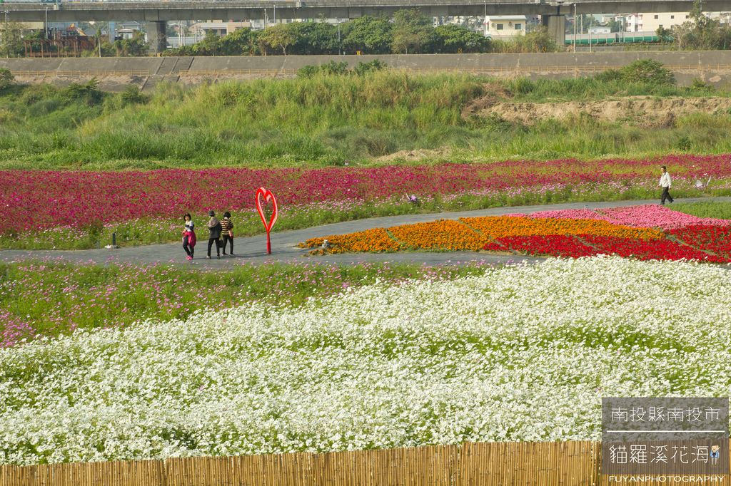 貓羅溪花海15