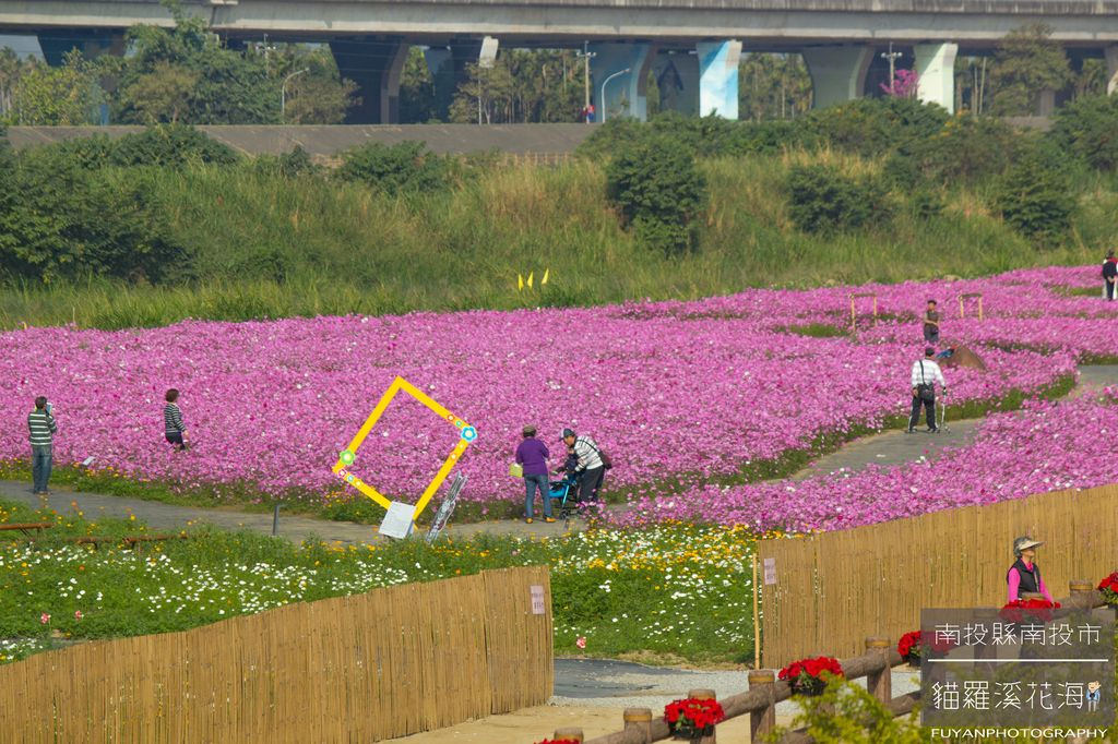 貓羅溪花海20