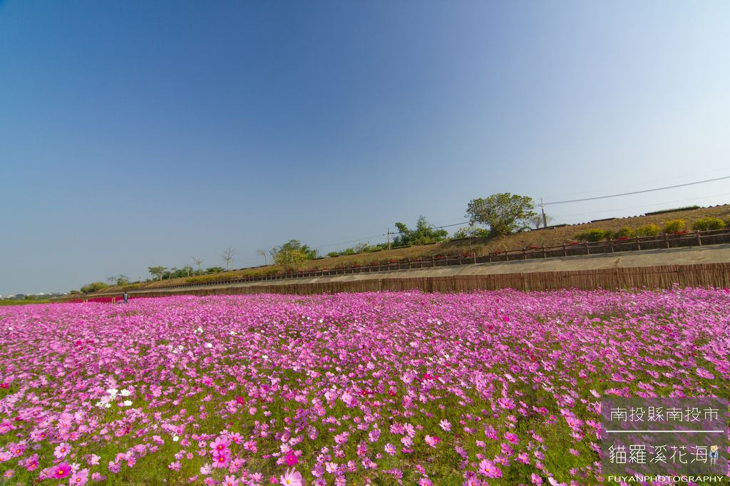 貓羅溪花海31