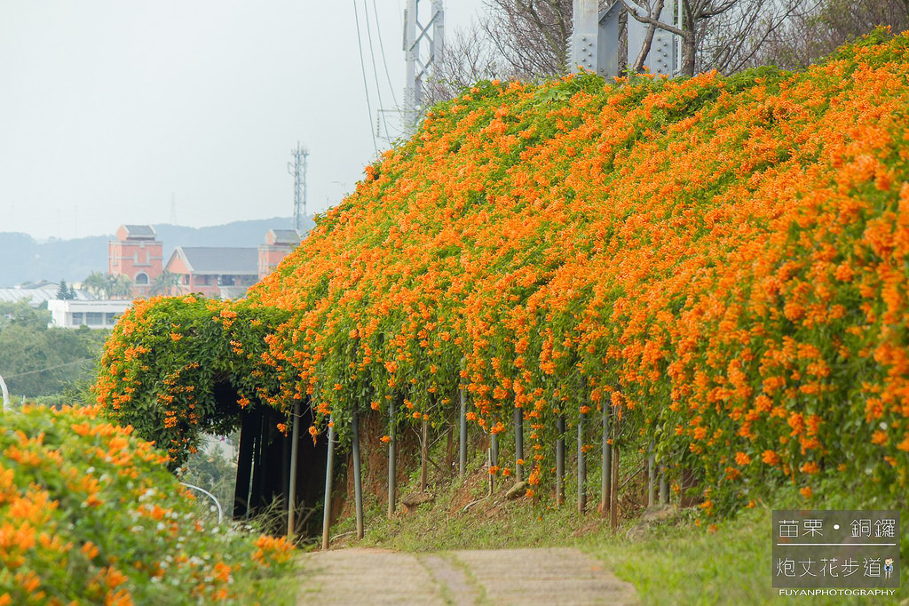 炮丈花步道2