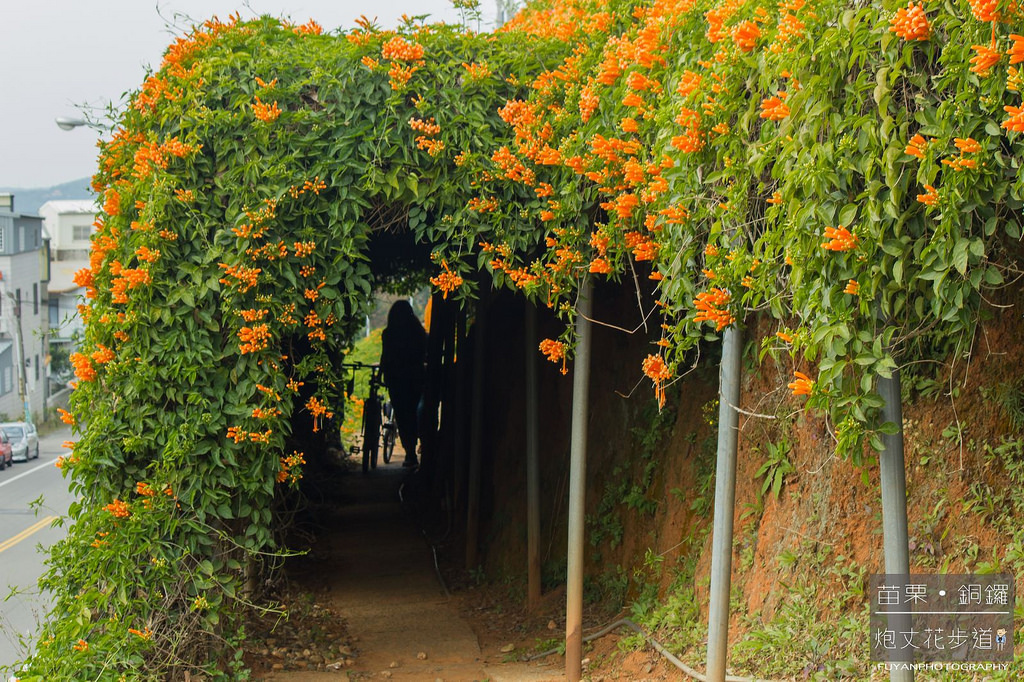 炮丈花步道11