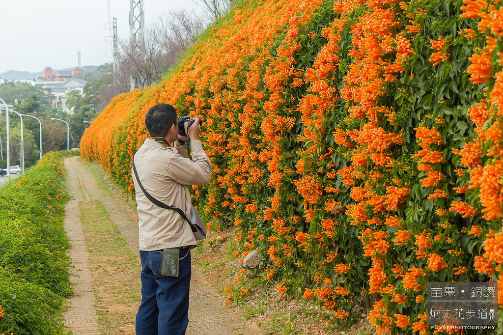 炮丈花步道14