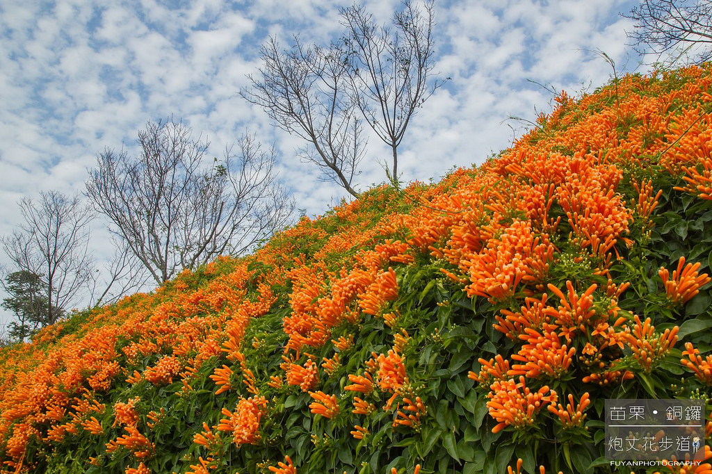 炮丈花步道24