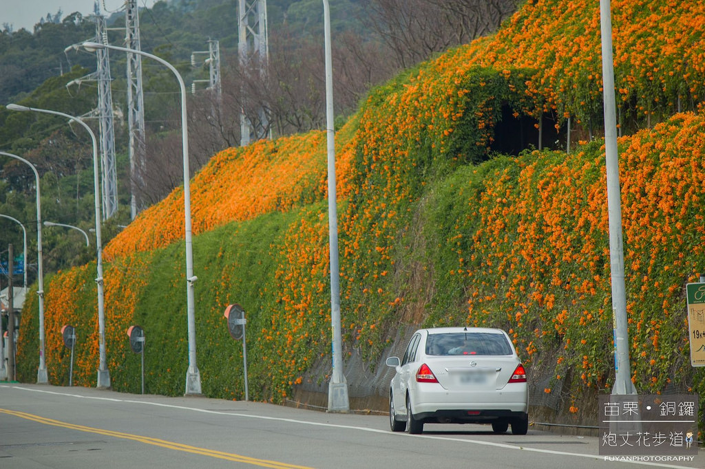 炮丈花步道49