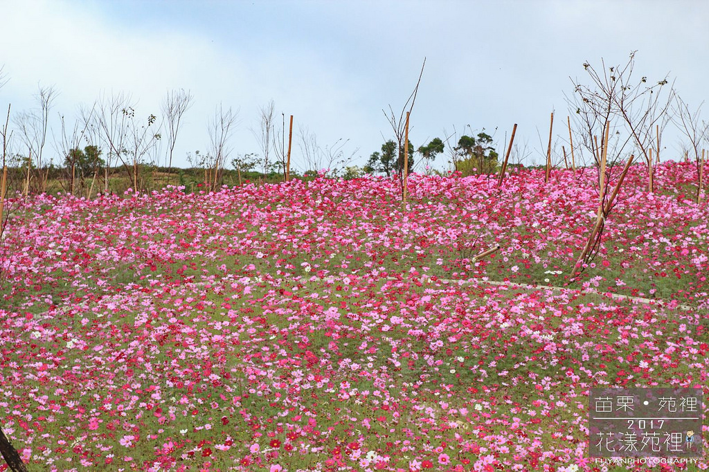 苑裡花海4