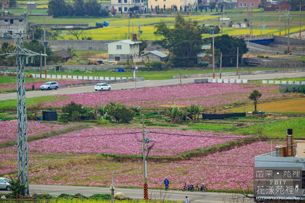 苑裡花海19