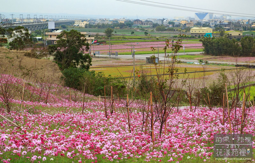 苑裡花海26