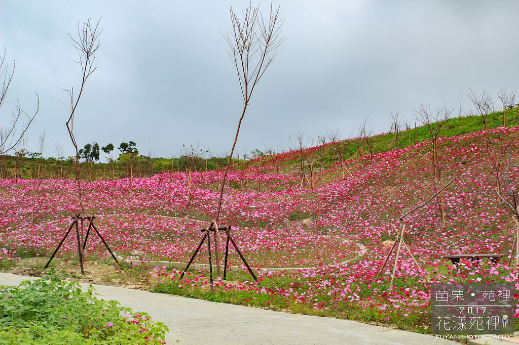 苑裡花海31