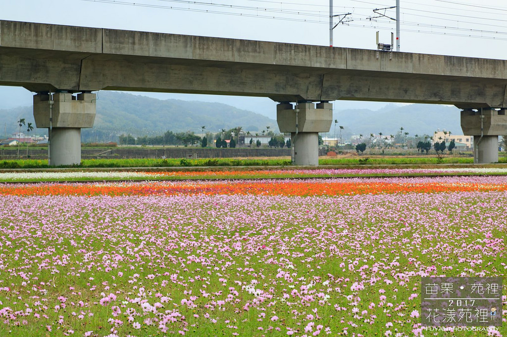 苑裡花海32