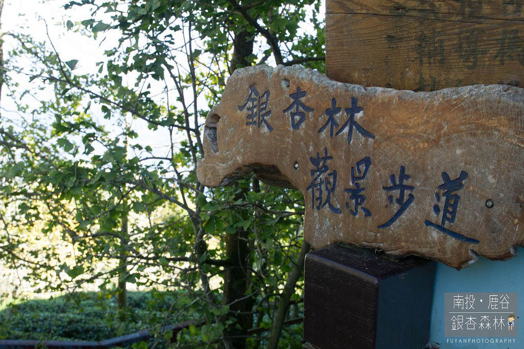 銀杏森林15