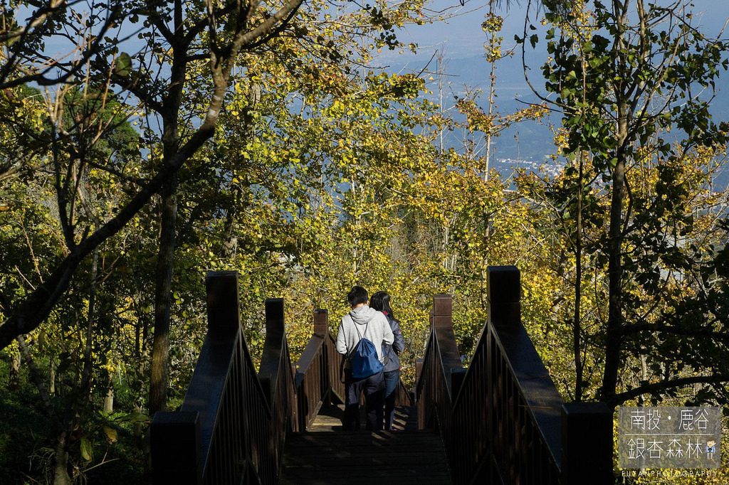 銀杏森林16