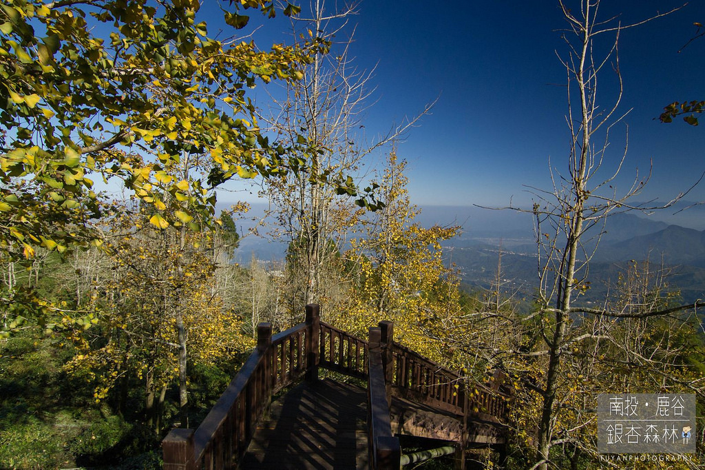 銀杏森林5
