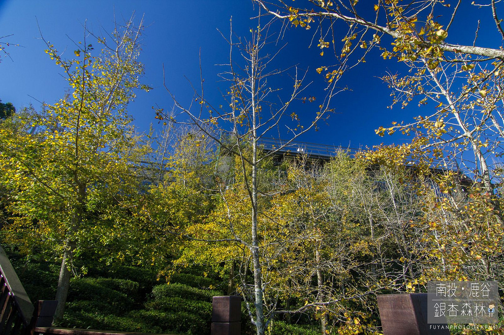 銀杏森林8