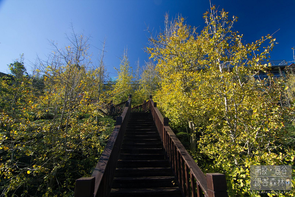 銀杏森林9