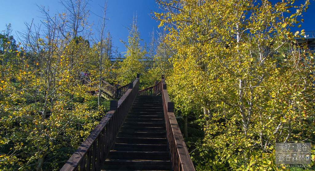 銀杏森林10