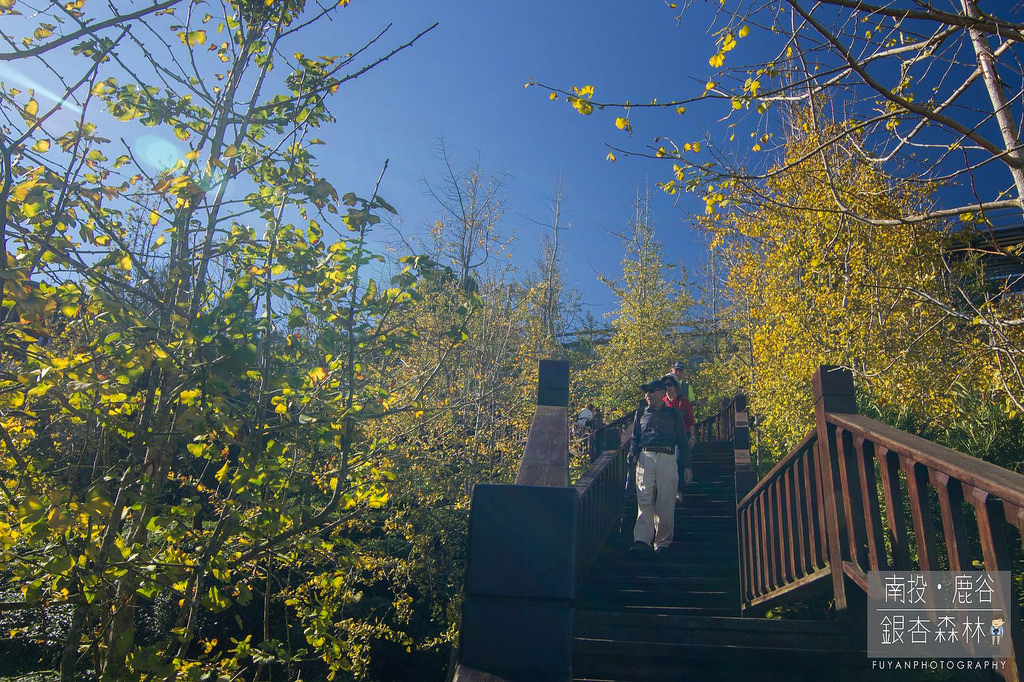 銀杏森林12