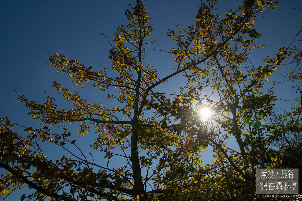 銀杏森林17