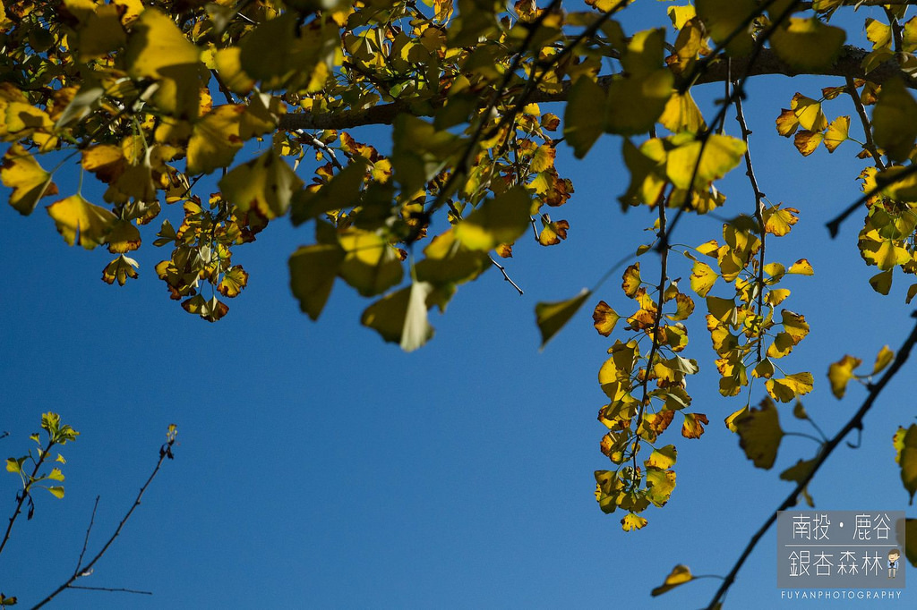 銀杏森林18