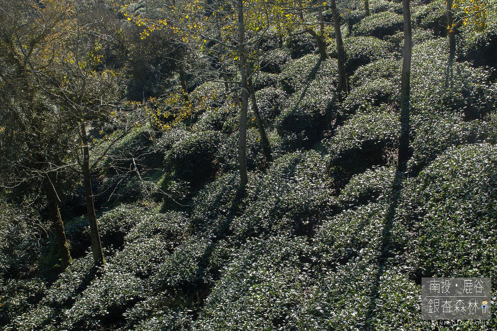 銀杏森林20