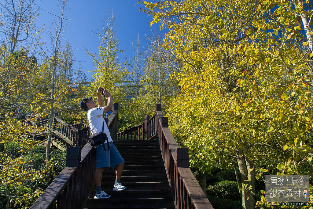 銀杏森林21