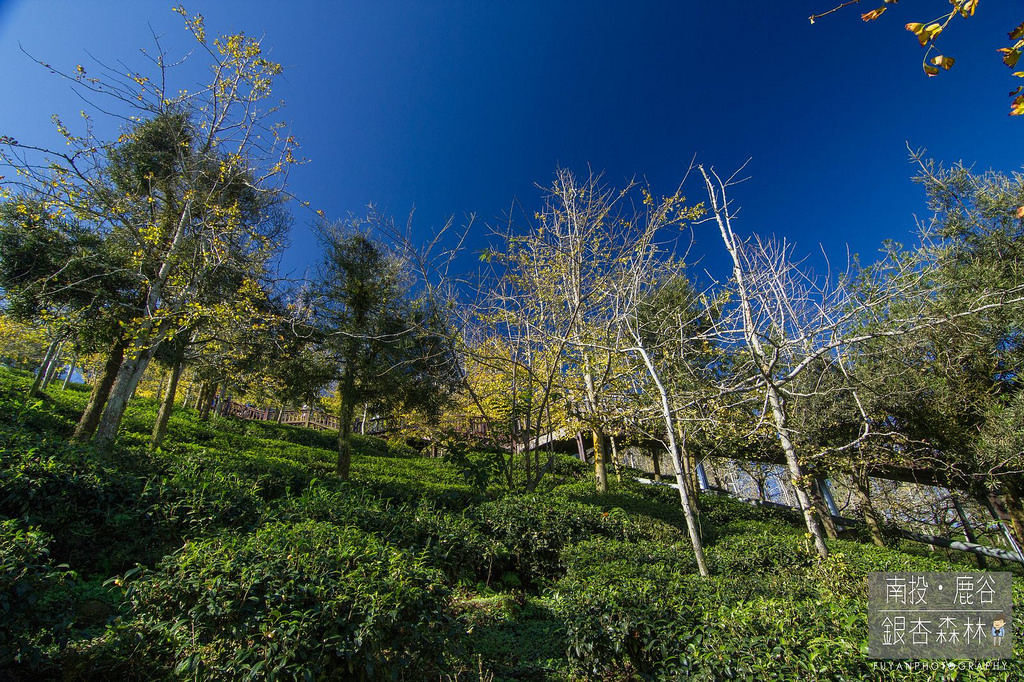 銀杏森林13