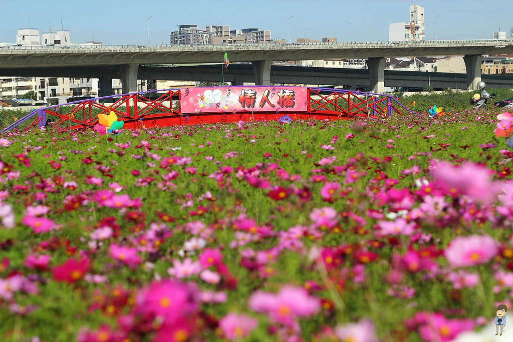 大里橋花海 (15)