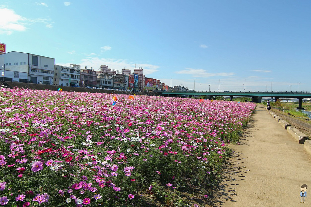 大里橋花海 (21)