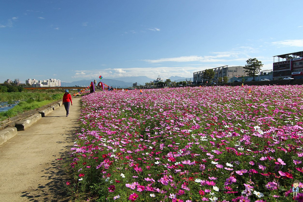 大里橋花海 (24)