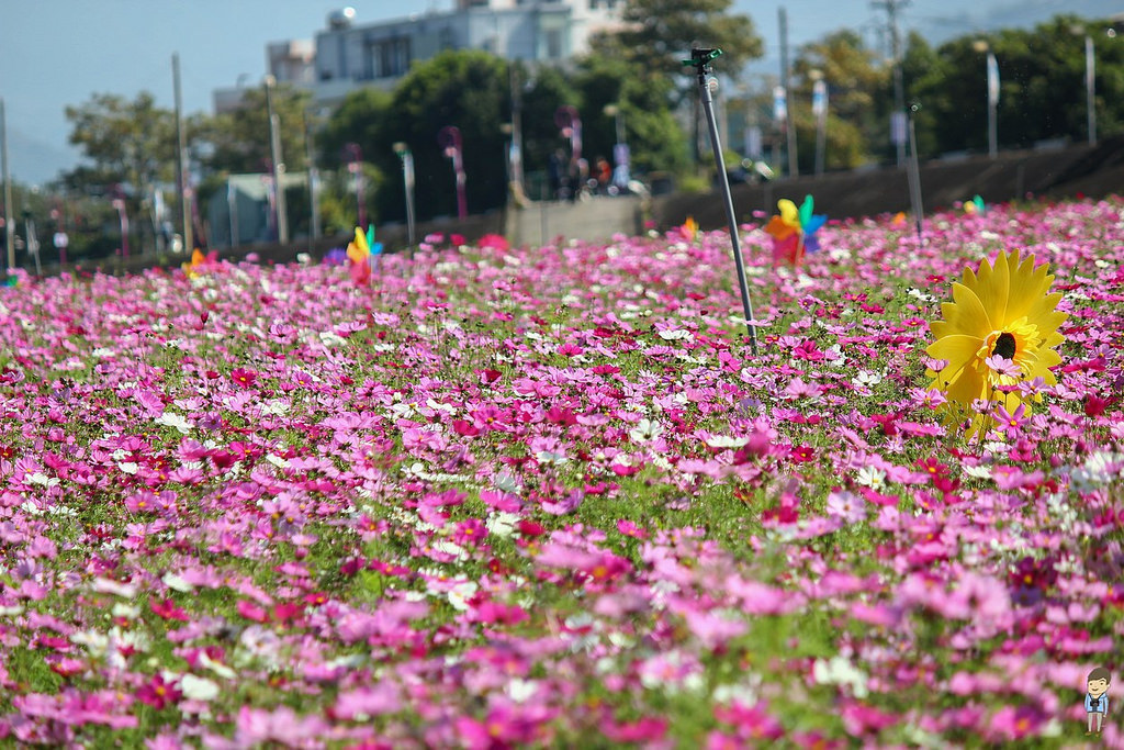 大里橋花海 (29)