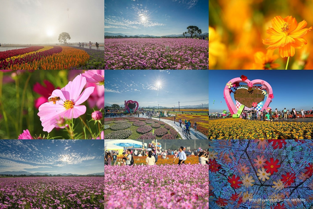 2015 新社花海 (3)