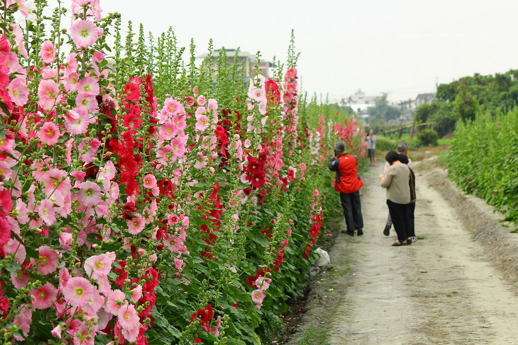 蜀葵花 (9)