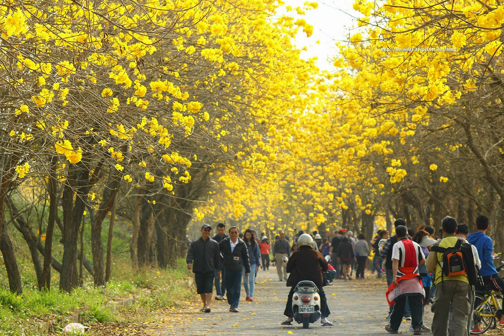 黃花風鈴木 (4)